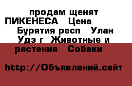 продам щенят ПИКЕНЕСА › Цена ­ 5 000 - Бурятия респ., Улан-Удэ г. Животные и растения » Собаки   